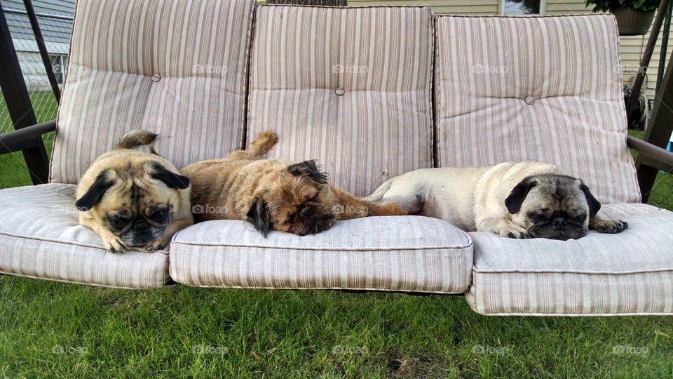 Relaxing Pugs and a Griffon. Two pugs and a griffon relaxing in a swing.