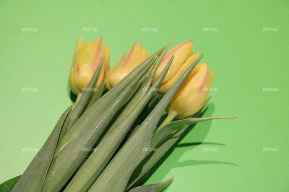 Tulips on a green pallet 