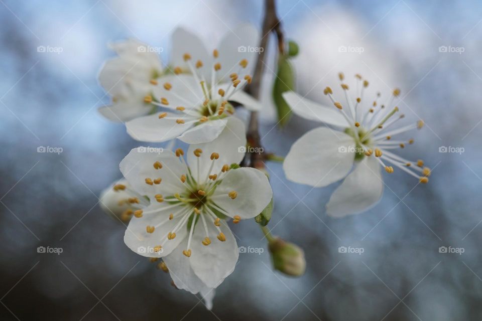 Pretty white apple blossom everywhere 