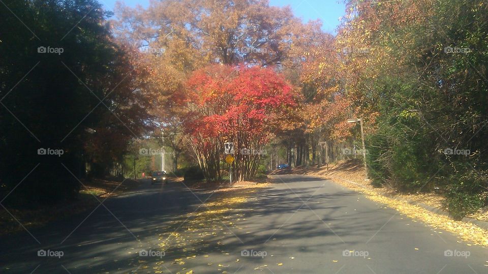 Fall, Tree, Road, Leaf, Landscape