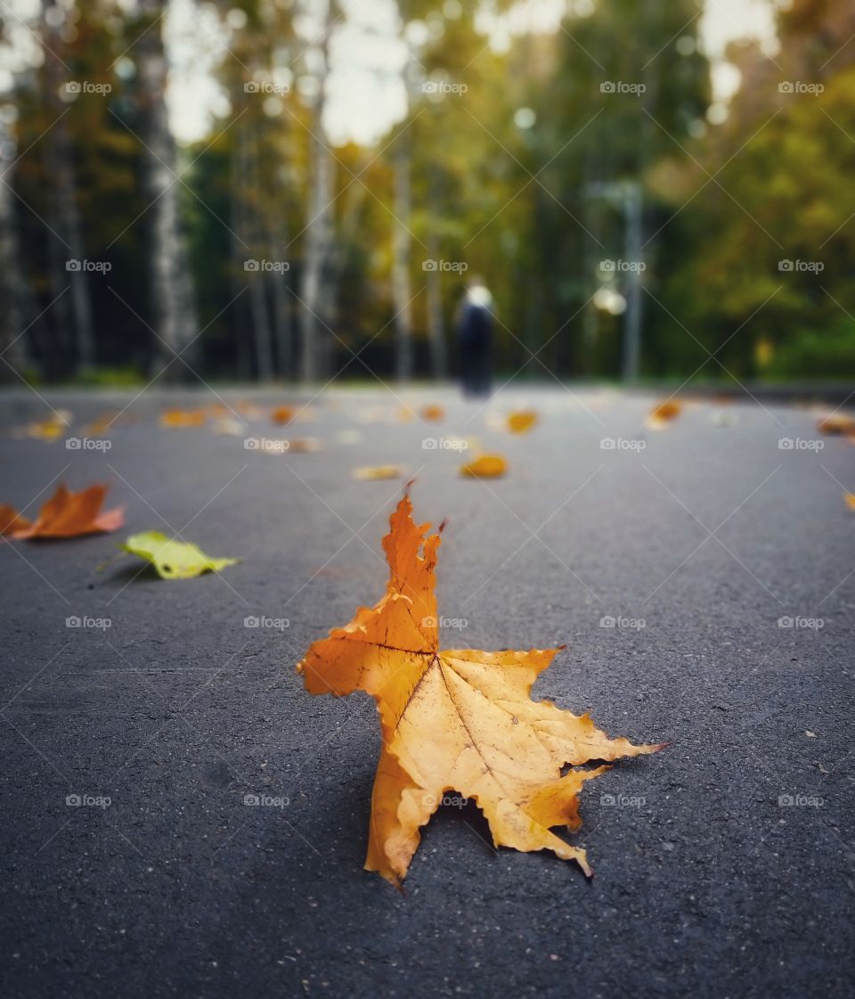 The Autumn walk.