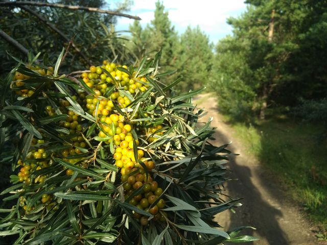 sea ​​buckthorn