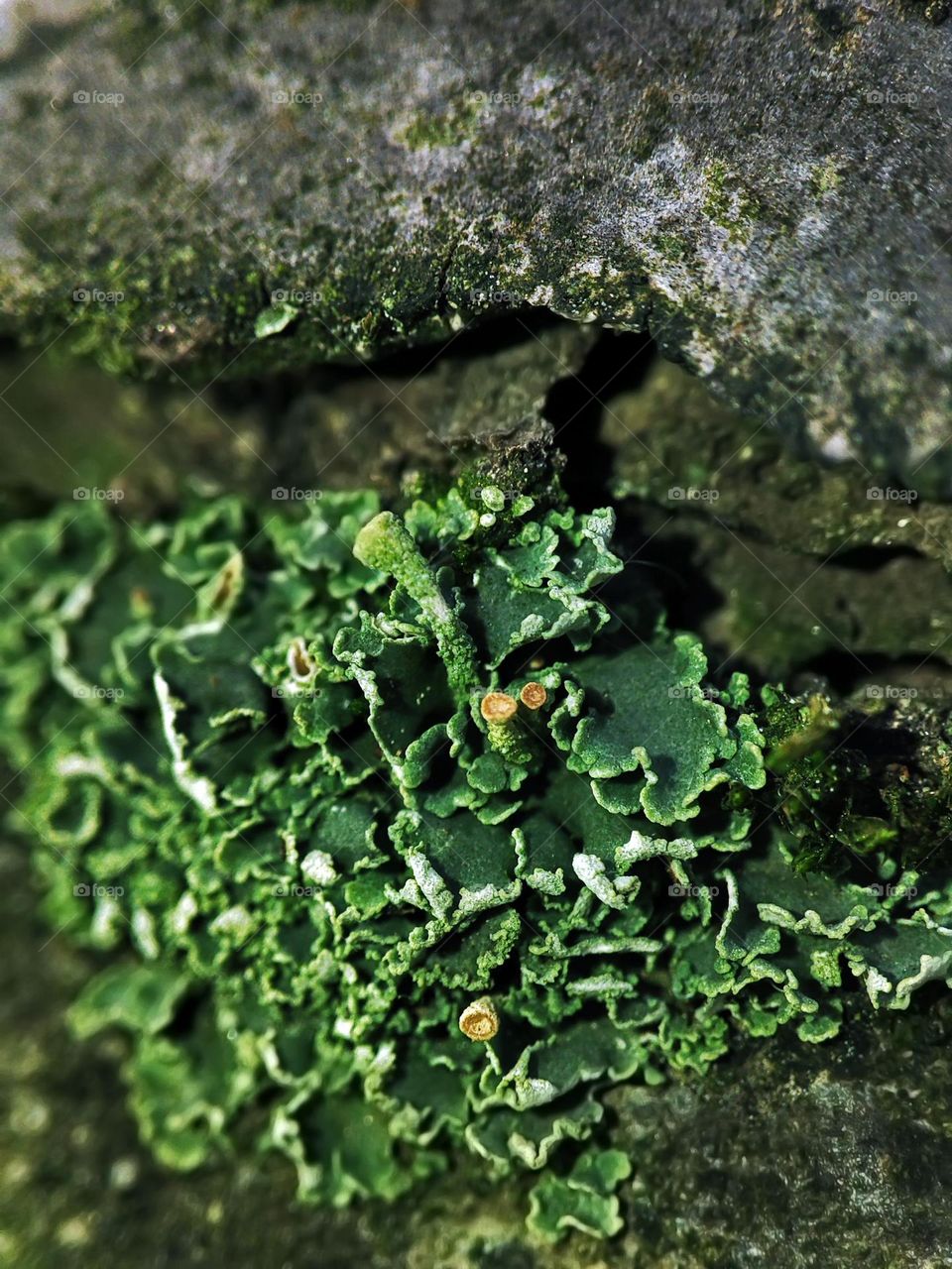 Macro photo of a mushroom growing in the forest