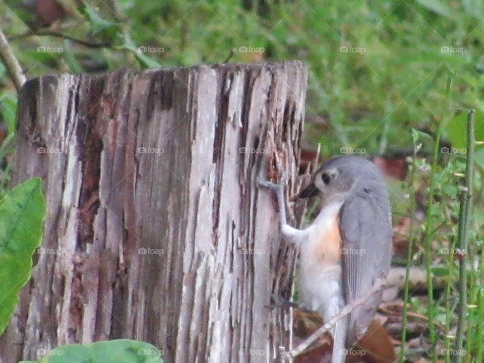 Tufted titmouse