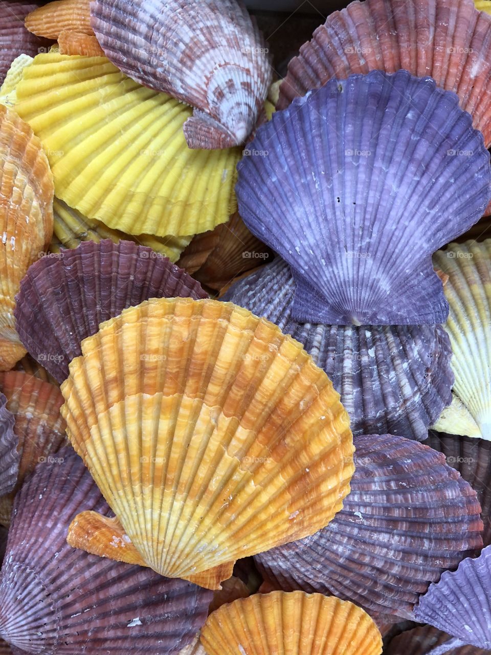 Seashells