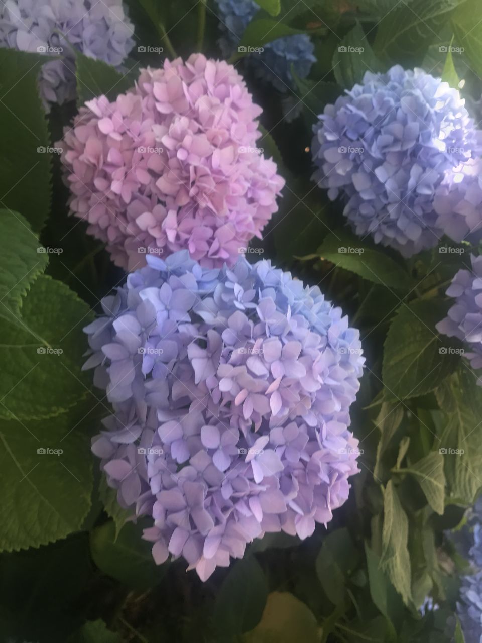 Hello Hydrangeas 