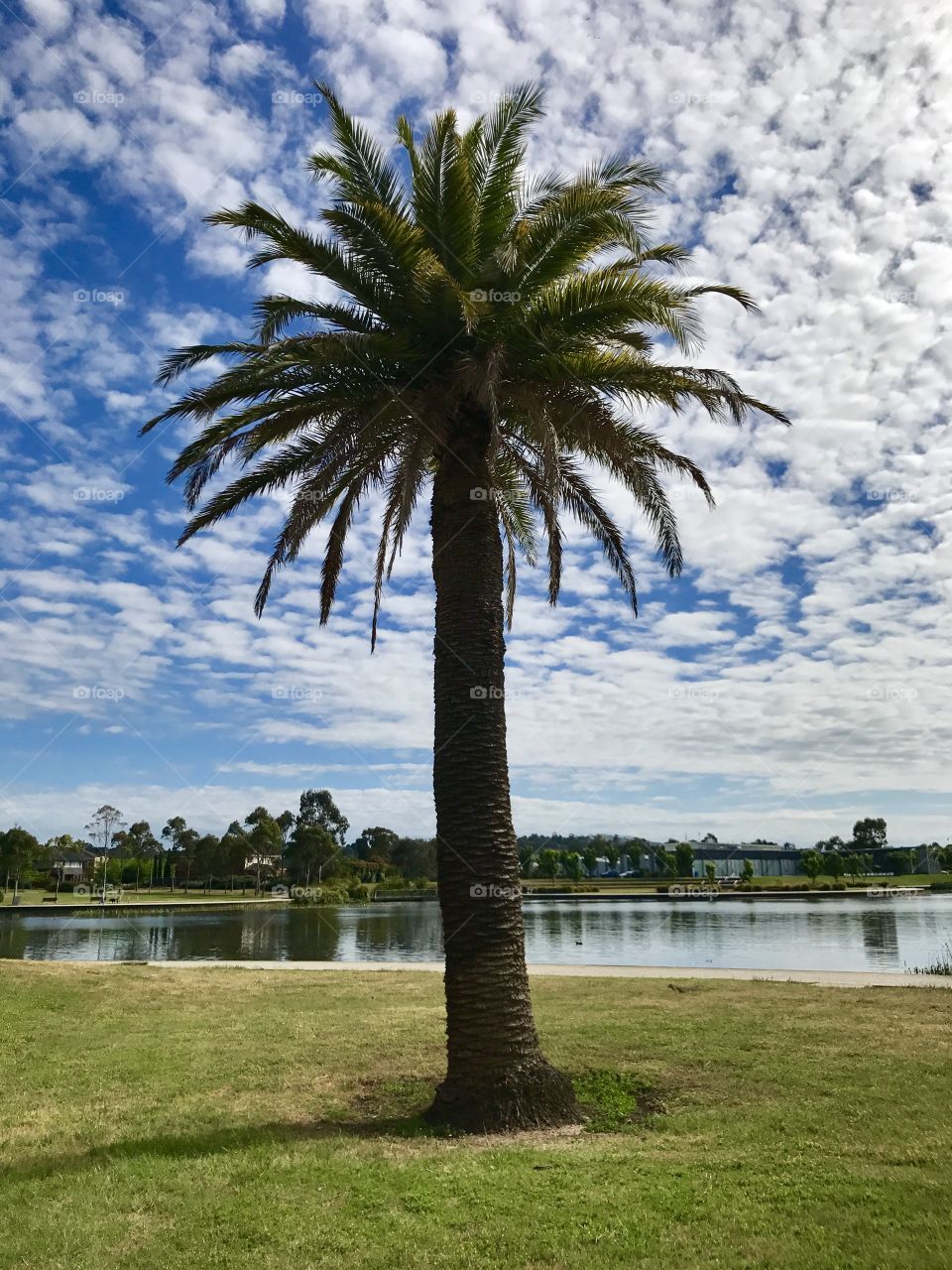 Palm trees line the lake