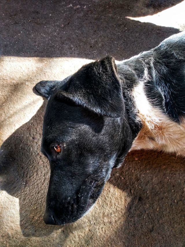 cão
