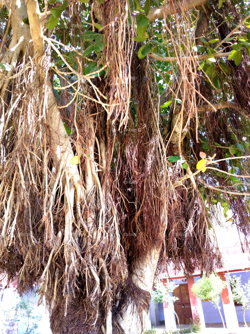 pneumatic roots of banyan tree