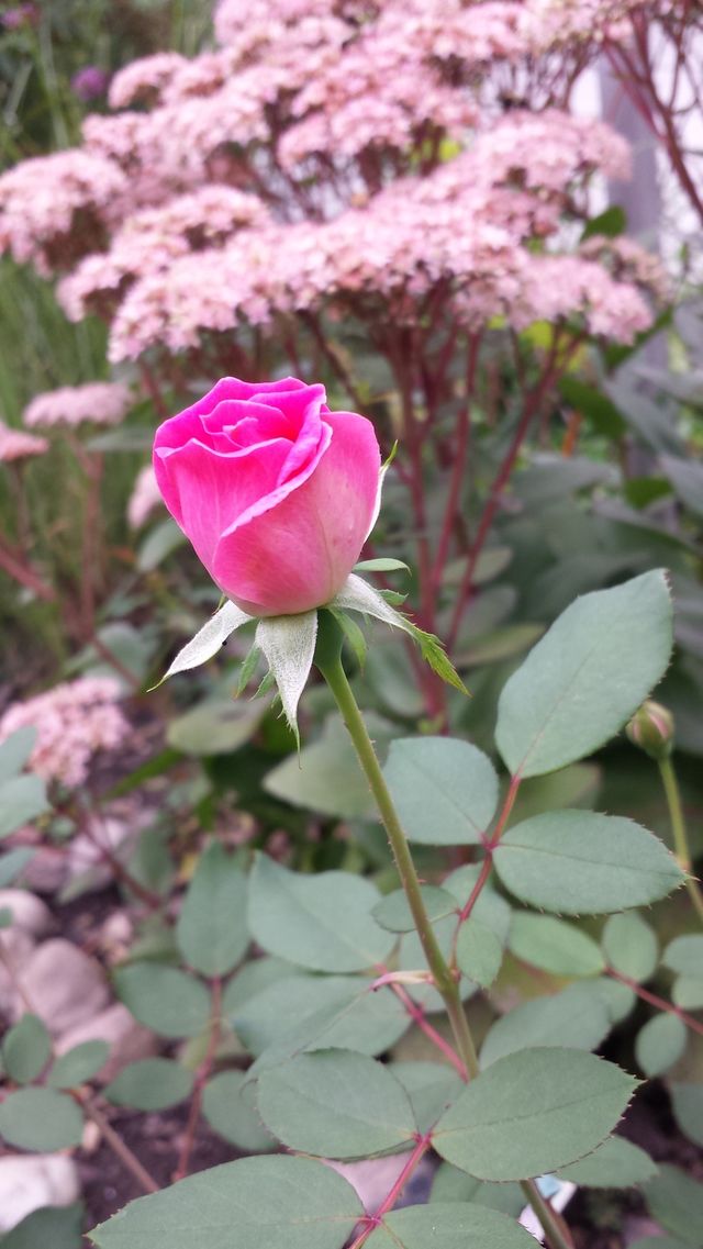 rose