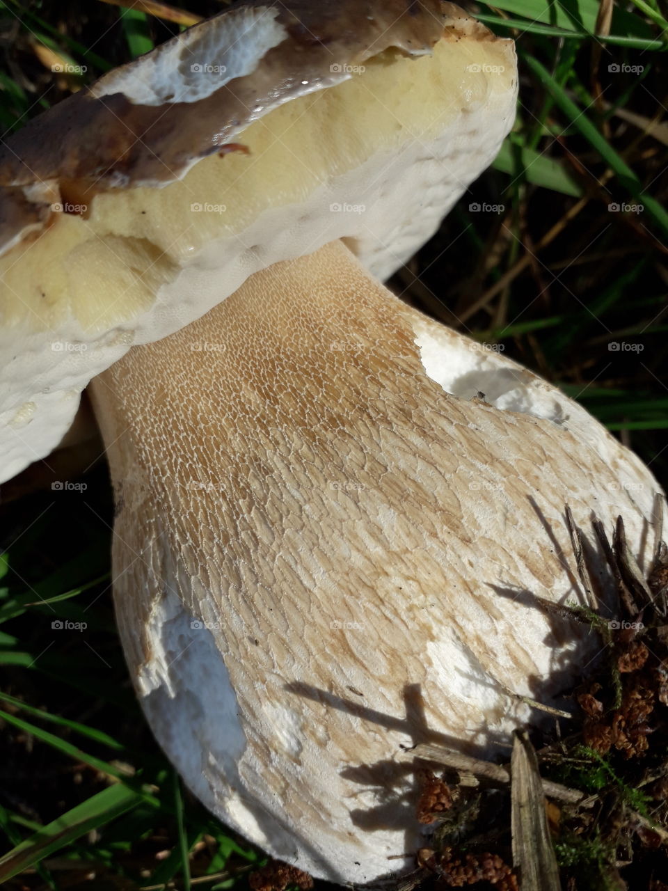 Close up of the reticulation on the boletus edulis stipe