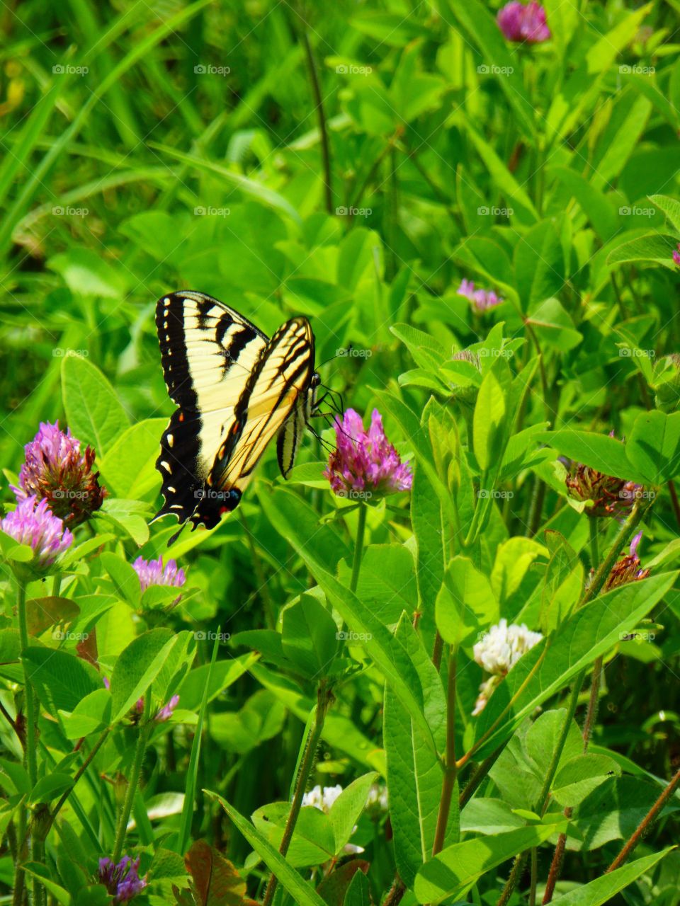Butterfly in field 8