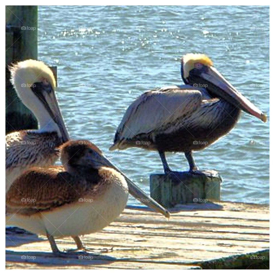 3 Pelicans on a Dock