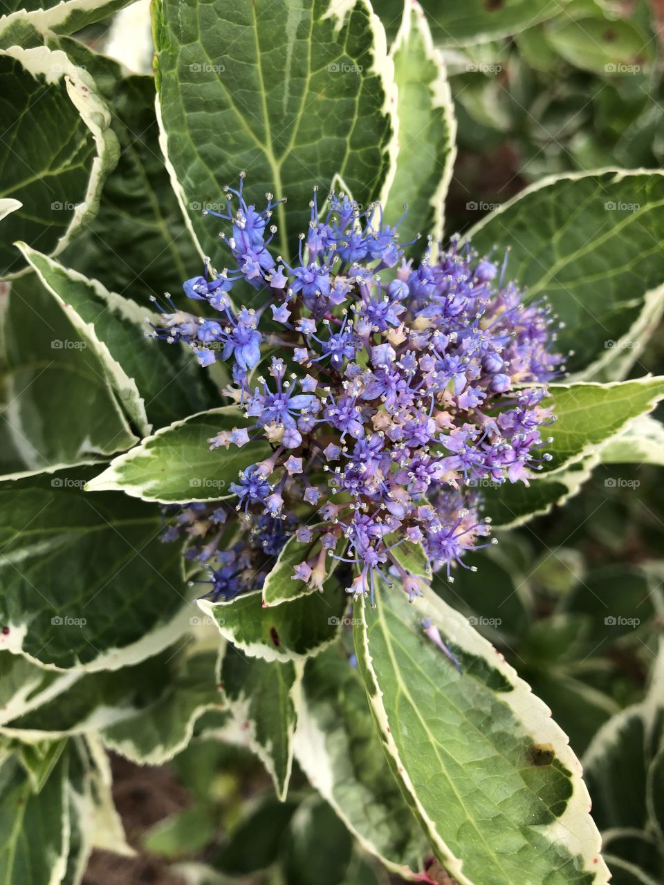 Close up of beautiful purple flower in bloom