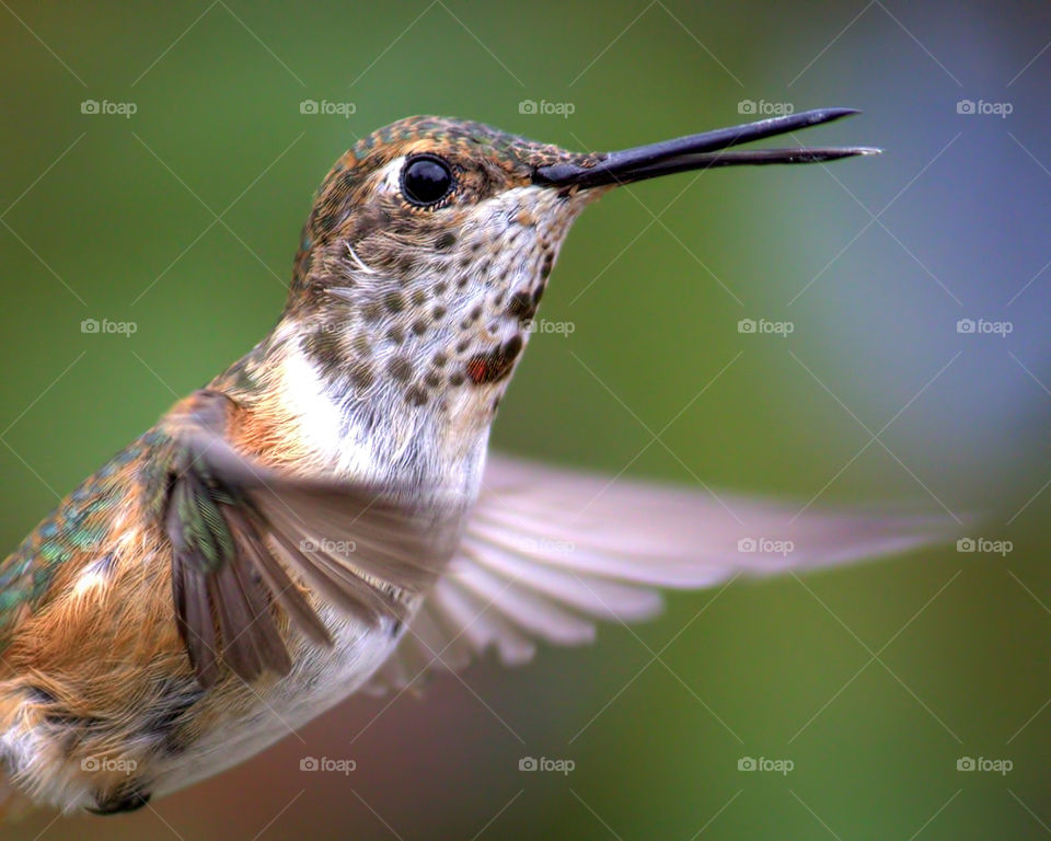 Close-up of hummingbird