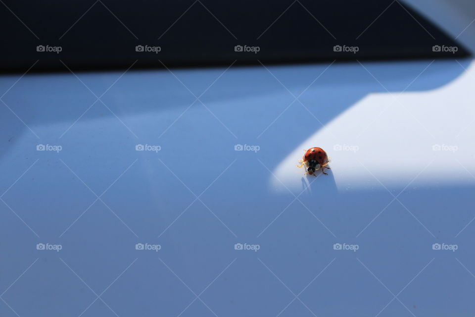 ladybird exploring car door
