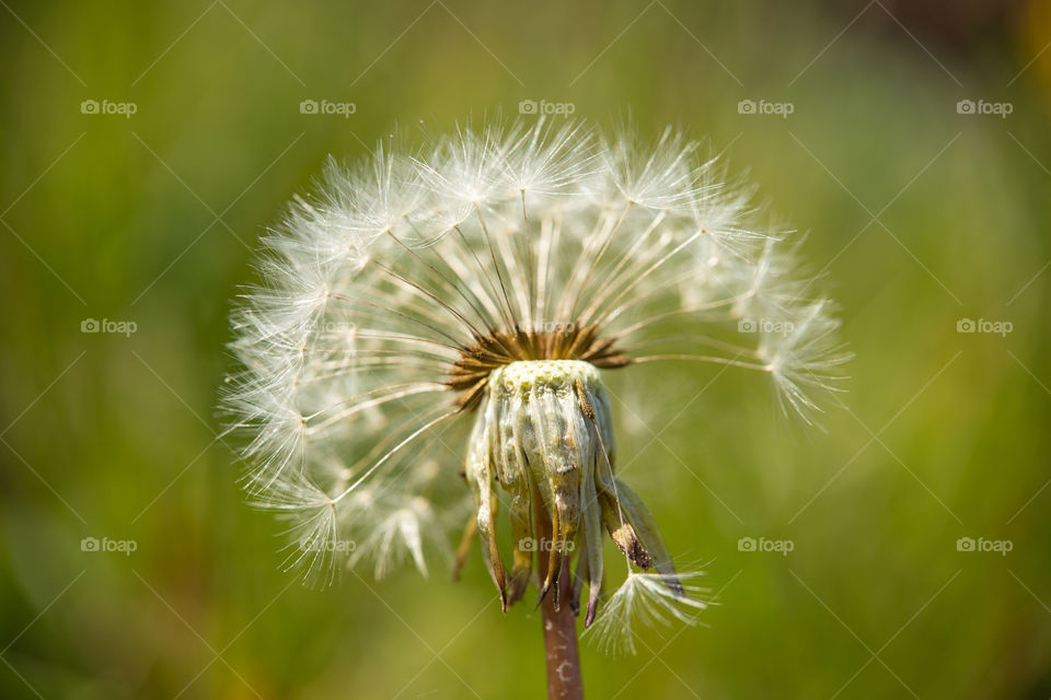 close up of white dandelion blowball