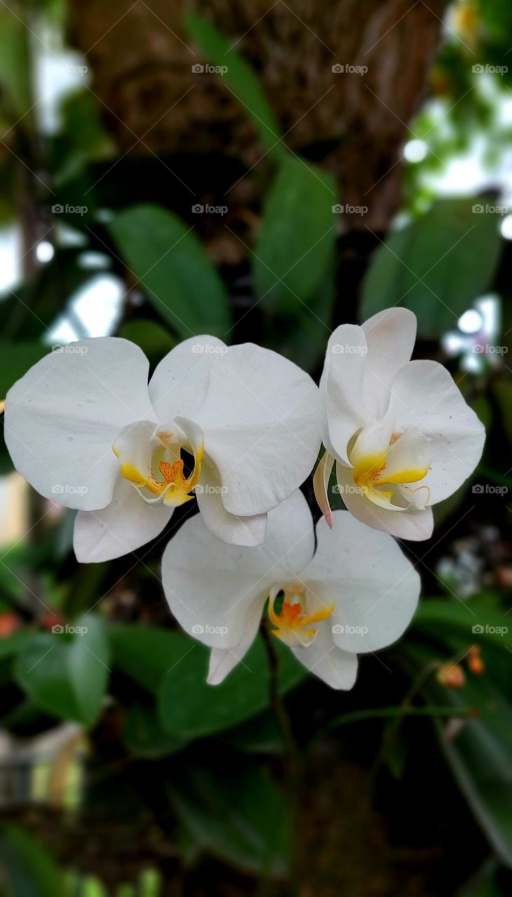 The Moon Orchid or Puspa Pesona is one of Indonesia's national flowers. First discovered by a Dutch botanist, Dr. C.L. Blume. This orchid plant is widespread from Malaysia, Indonesia, the Philippines, Papua, to Australia