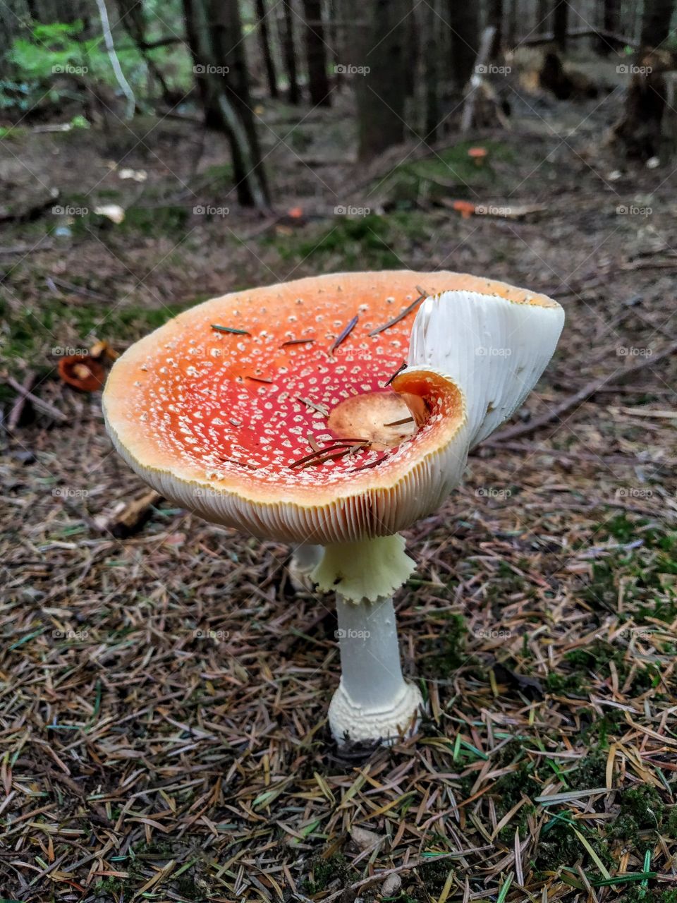An interesting fly agaric