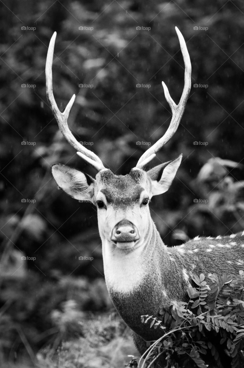 Antler - the curious look on the deer to safeguard the herd. 

They have a sharp sense with respect to eye , smell and movement around 

