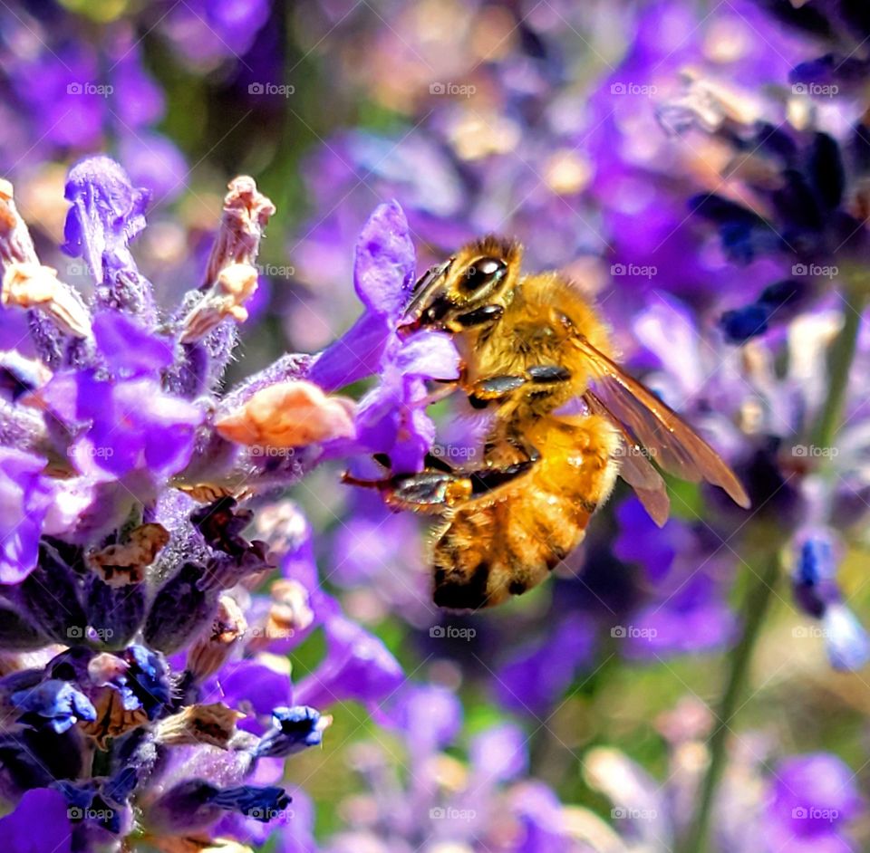 bee working the newly bloomed lavender flower