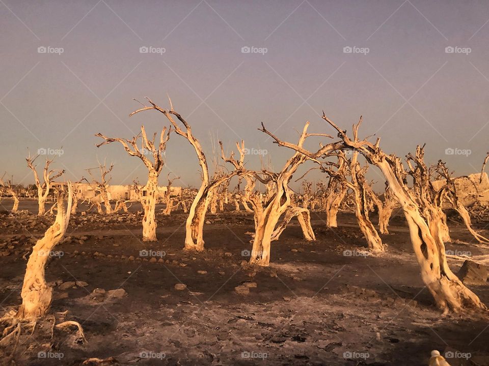 Dry trees