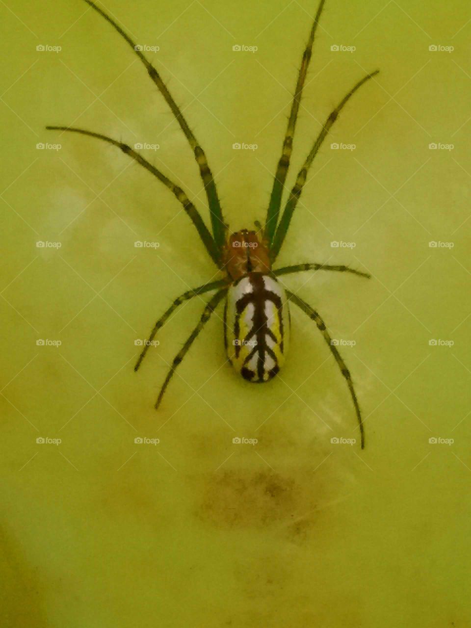 spider in a sand bucket