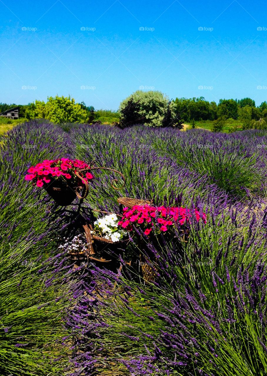 Lavender flowers