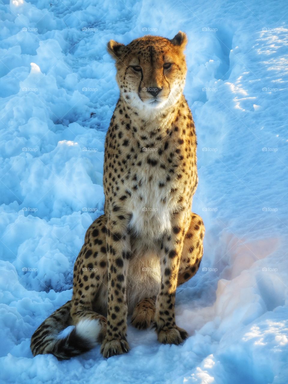 Cheetah Parc Safari Hemmingford Québec Jan 20th 2018