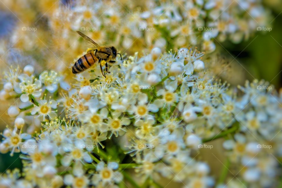 Close-up of bee pollinating on yellow flower