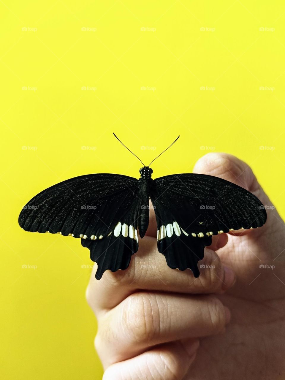 A Common Mormon Butterfly (Papilio Polytes) on the hand.