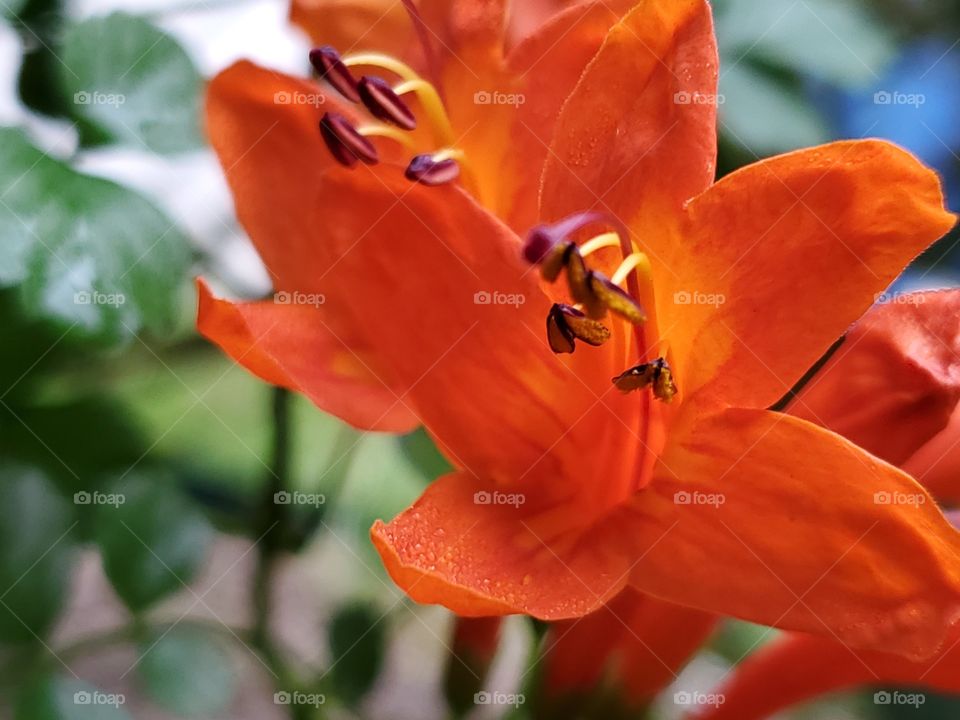 Orange Cape honeysuckle flowers