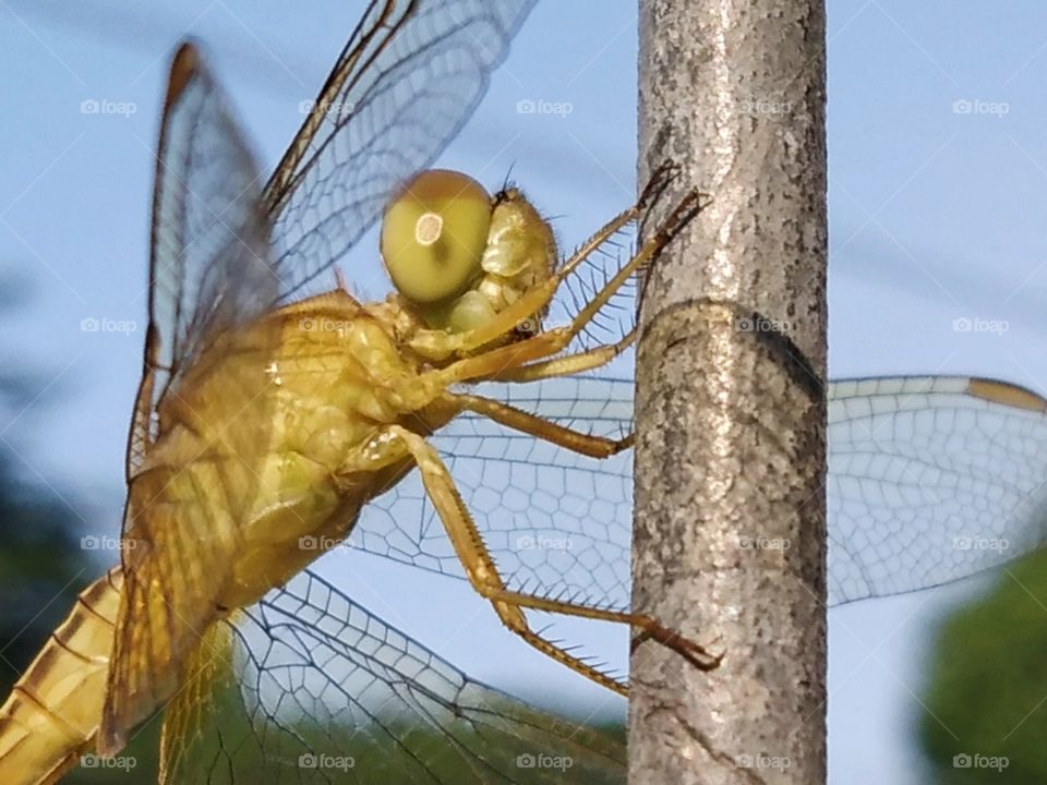 Smiling dragonfly.