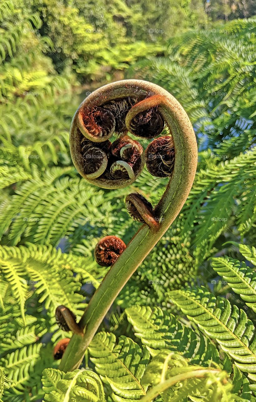 Plant with curly leaves, golden ratio shapes 