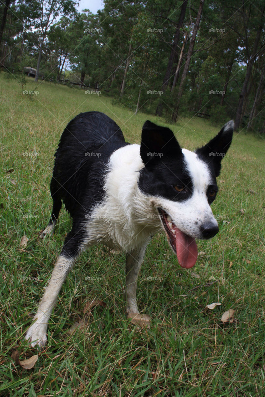 Throw the stick