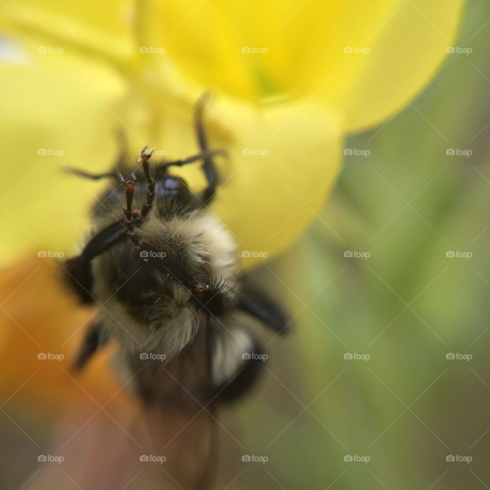 Bee collecting pollen from yellow flowers 