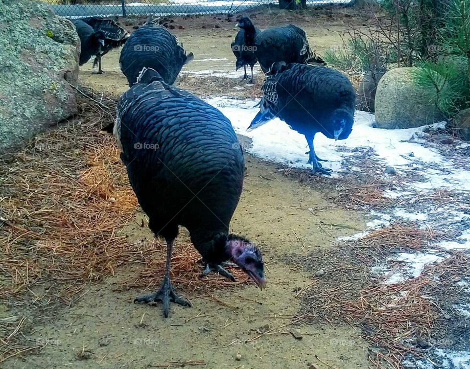 Female turkeys came to visit