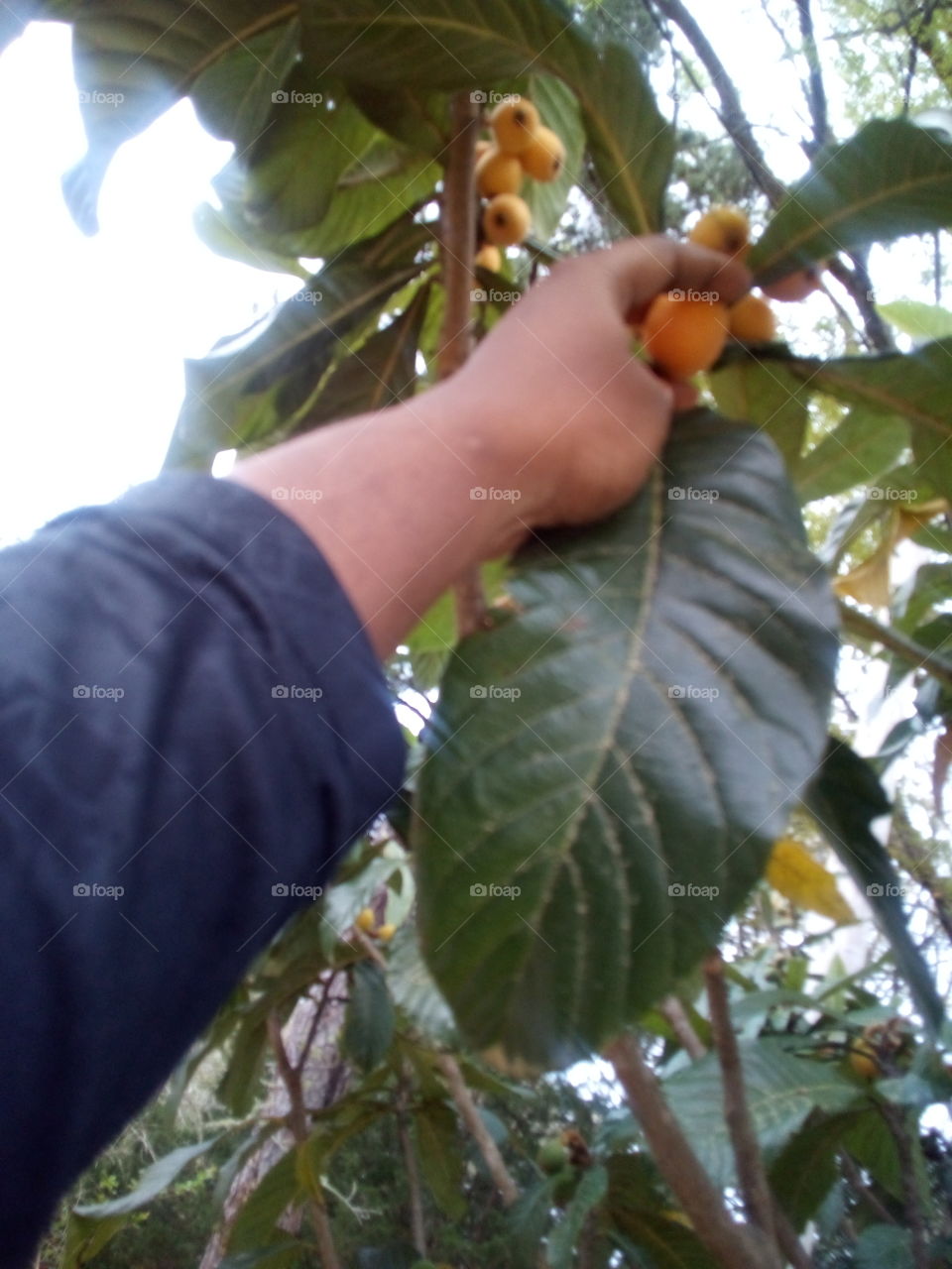 a person picking a piece of fruit from a tree. a Japanese plum