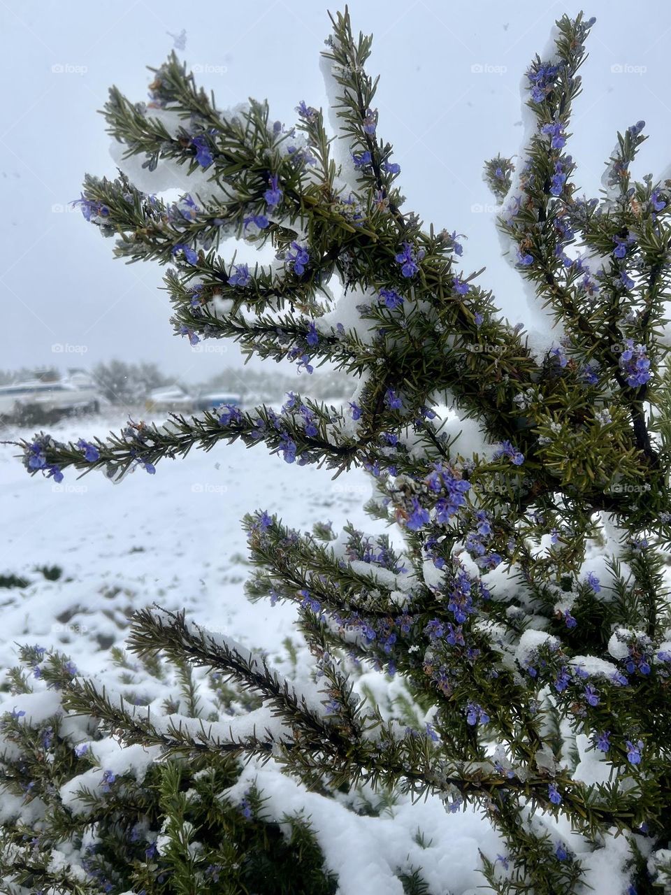 Snow Covered Rosemary 