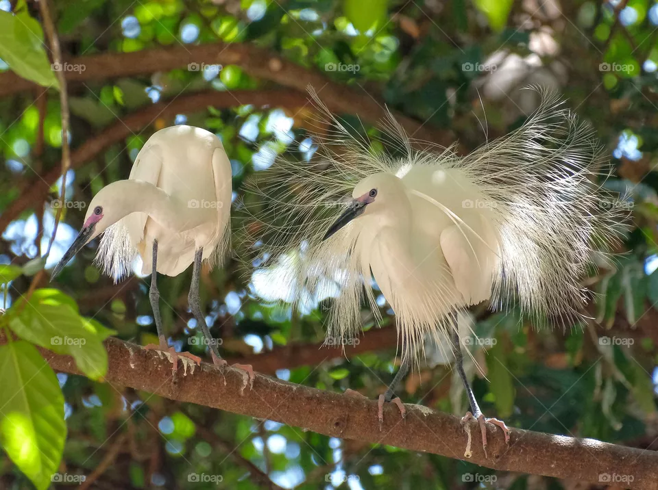 white garzetta