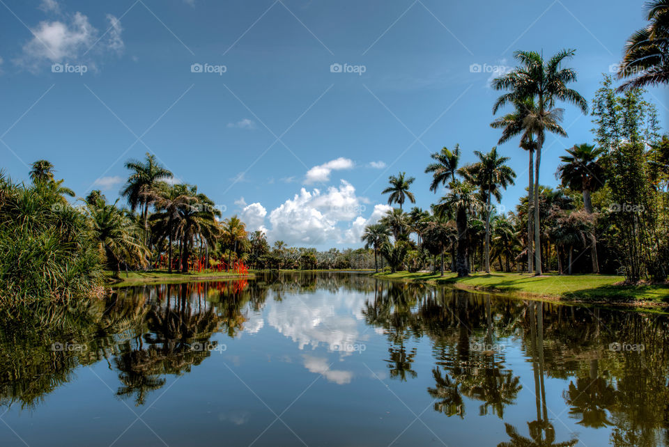 Palm trees reflected on lake