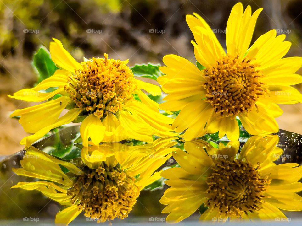 This photo is drawn from the fields of india. In India this flower is called sunflower flower...