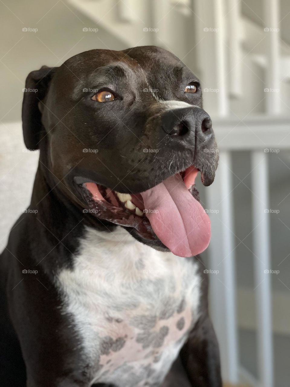 Closeup of one happy dog 