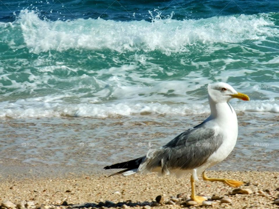 Seagull strutting along the shore line with frothing waves and turquoise sea.