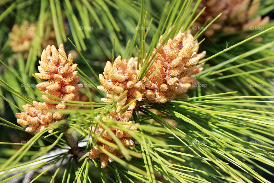 Young pitch pine