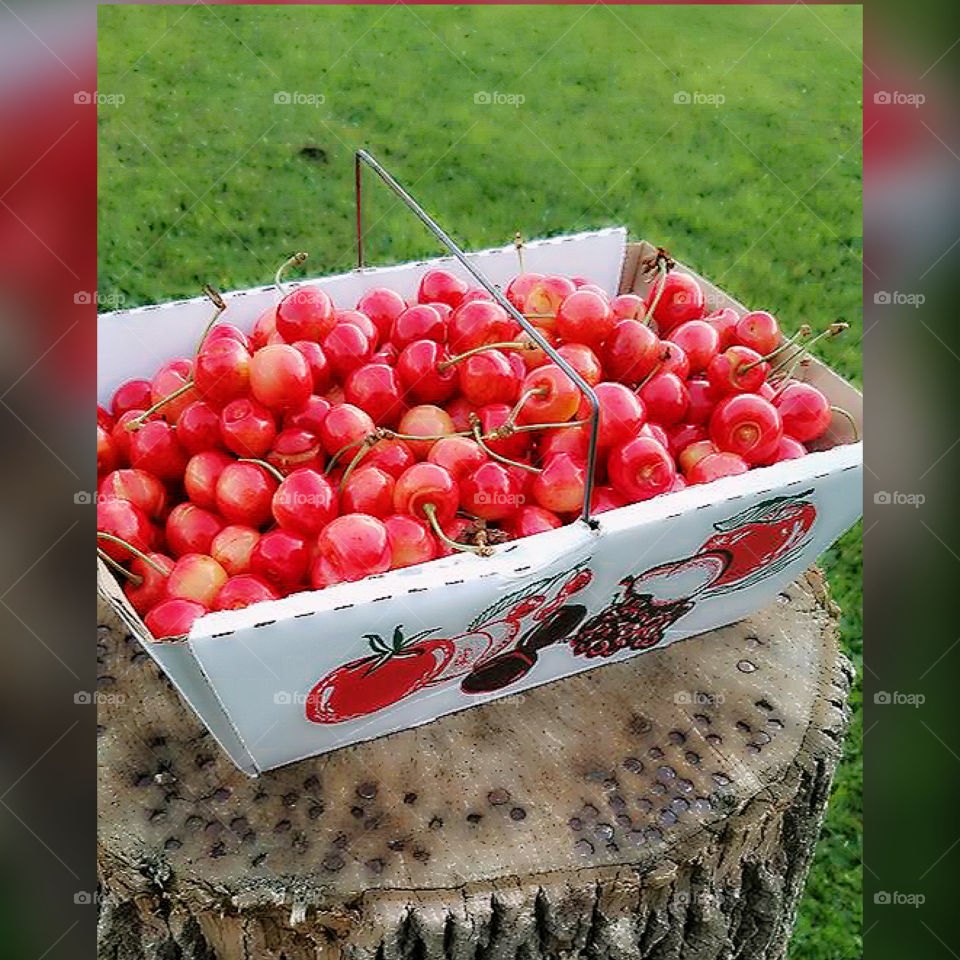 Colorful Basket of freshly hand picked cherries.