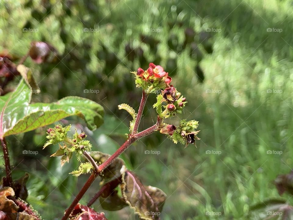 Portrait of a plant.