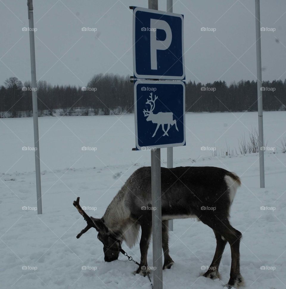 reindeer  parking