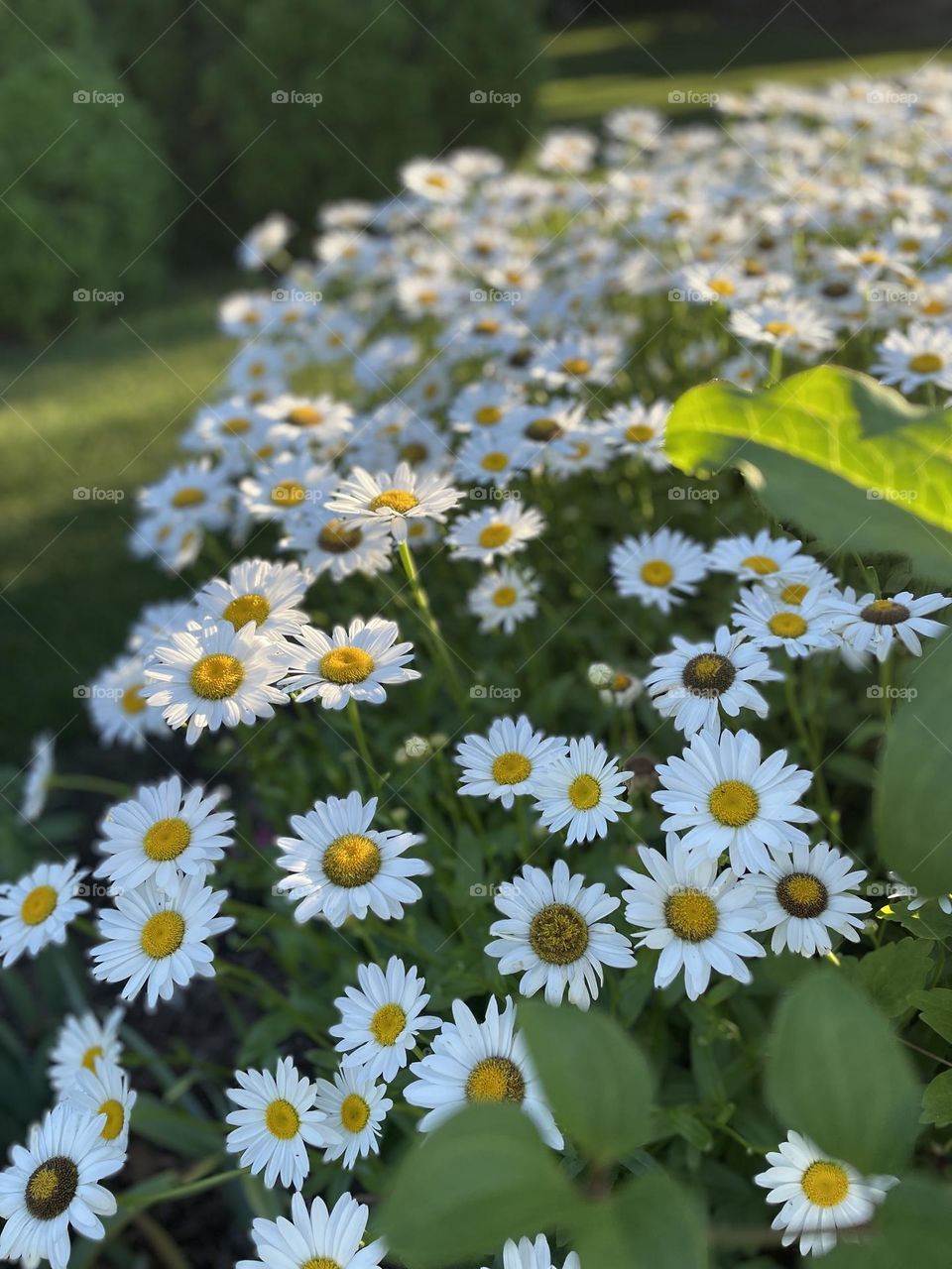Daisy explosion 