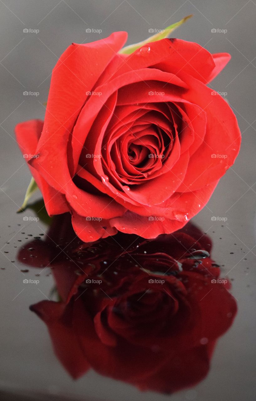 Red rose reflected on glass table